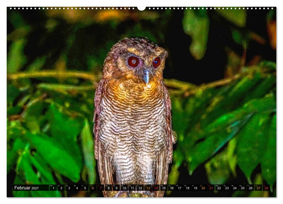 THAILANDS RAUBVÖGEL Exotische Greifvögel und Eulen (CALVENDO Wandkalender 2027)