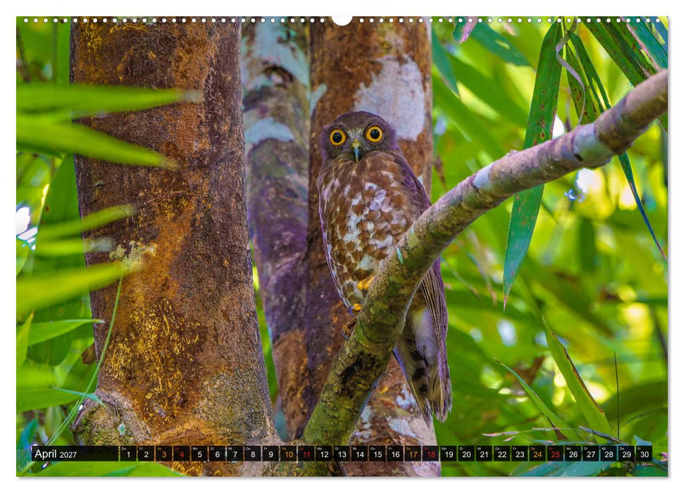 THAILANDS RAUBVÖGEL Exotische Greifvögel und Eulen (CALVENDO Wandkalender 2027)