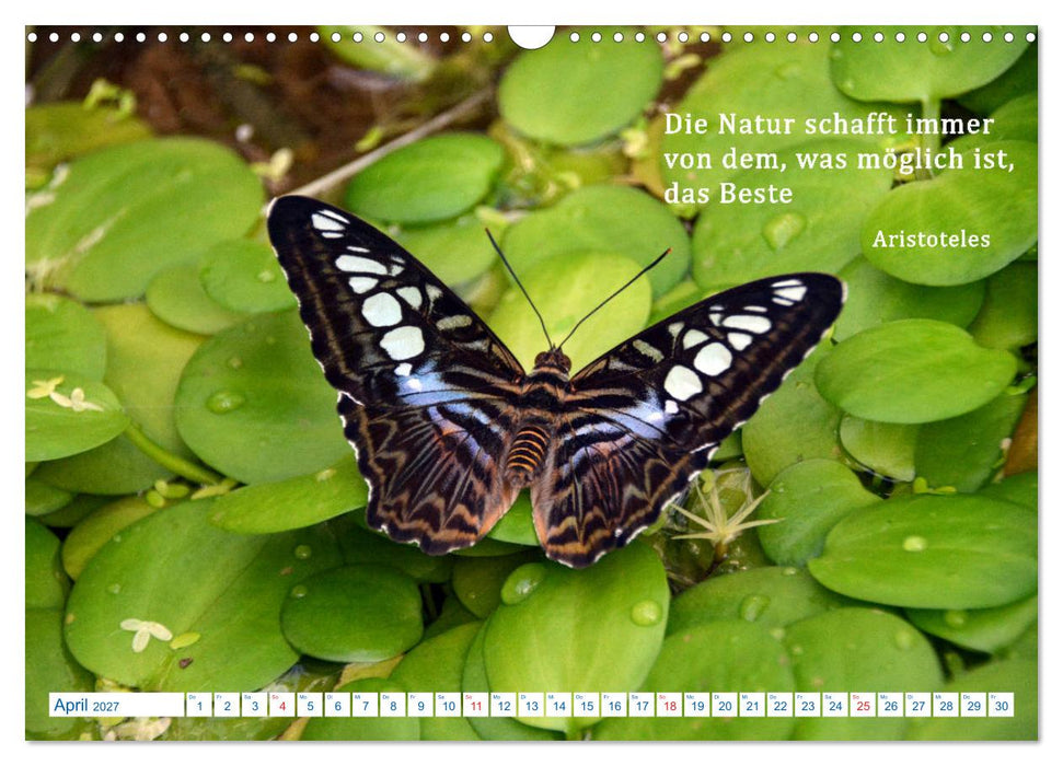 Kraftquelle Natur (CALVENDO Wandkalender 2027)