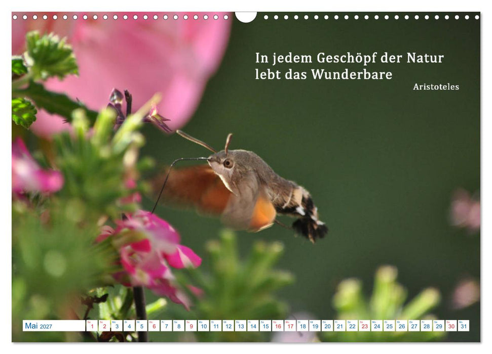 Kraftquelle Natur (CALVENDO Wandkalender 2027)