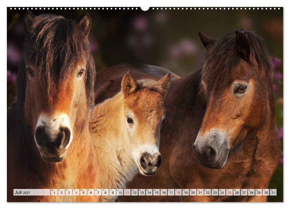 Ein Königreich für ein Pferd (CALVENDO Premium Wandkalender 2027)
