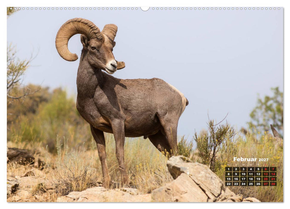 American Wildlife (CALVENDO Wandkalender 2027)
