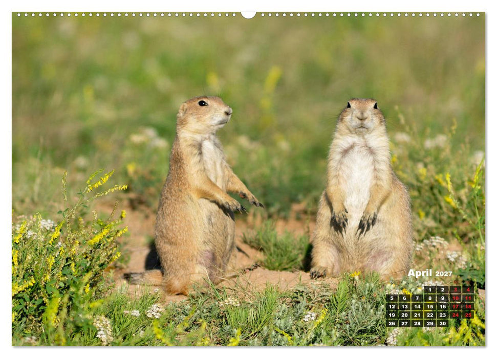 American Wildlife (CALVENDO Wandkalender 2027)