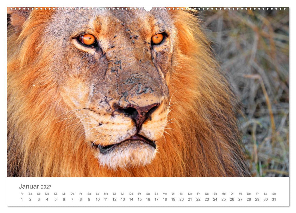 Sehnsucht Afrika - Faszinierende Tierwelt im südlichen Afrika (CALVENDO Wandkalender 2027)