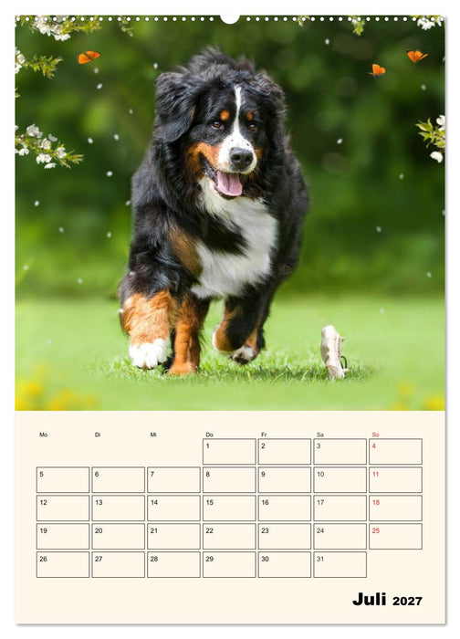Traumhaft schön - Der Berner Sennenhund (CALVENDO Premium Wandkalender 2027)