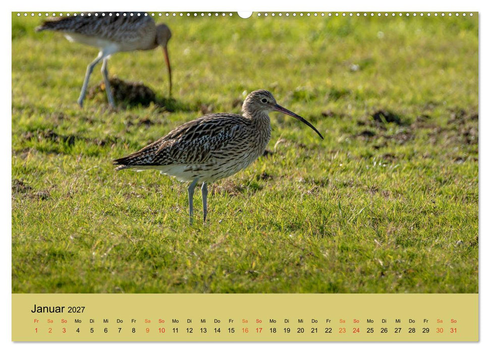 Limikolen - Watvögel am norddeutschen Wattenmeer (CALVENDO Premium Wandkalender 2027)