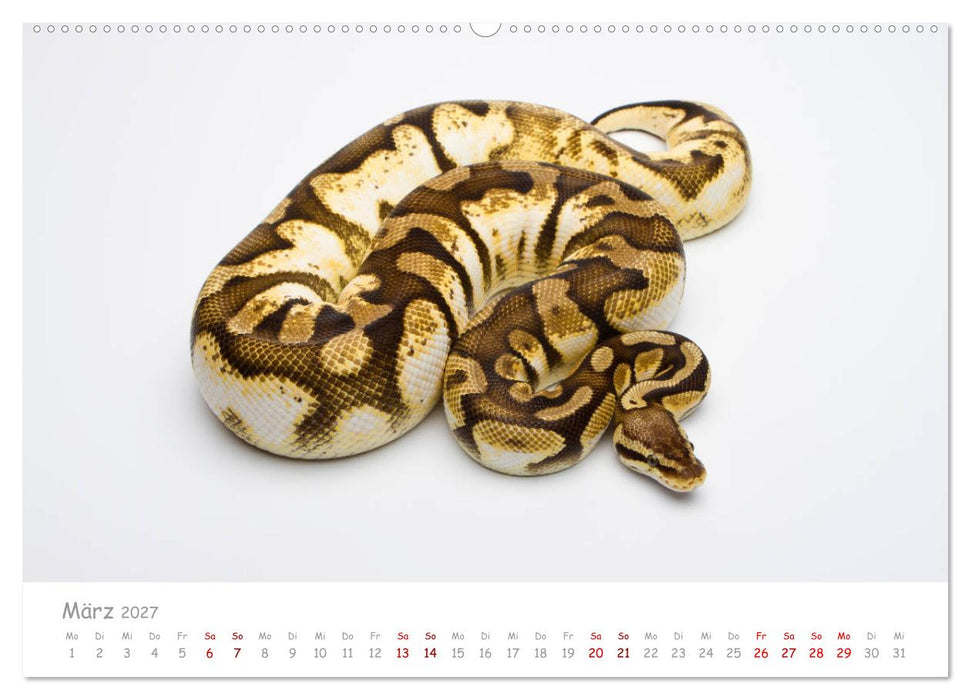 Königspythons - bunte Schlangen (CALVENDO Premium Wandkalender 2027)