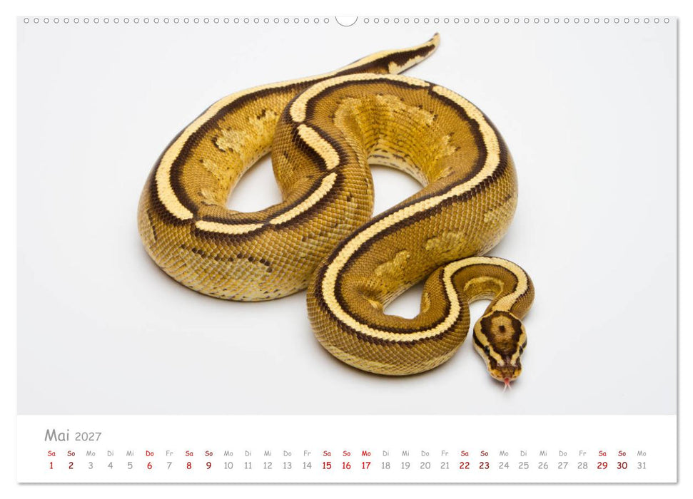 Königspythons - bunte Schlangen (CALVENDO Premium Wandkalender 2027)