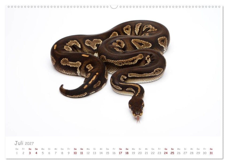 Königspythons - bunte Schlangen (CALVENDO Premium Wandkalender 2027)