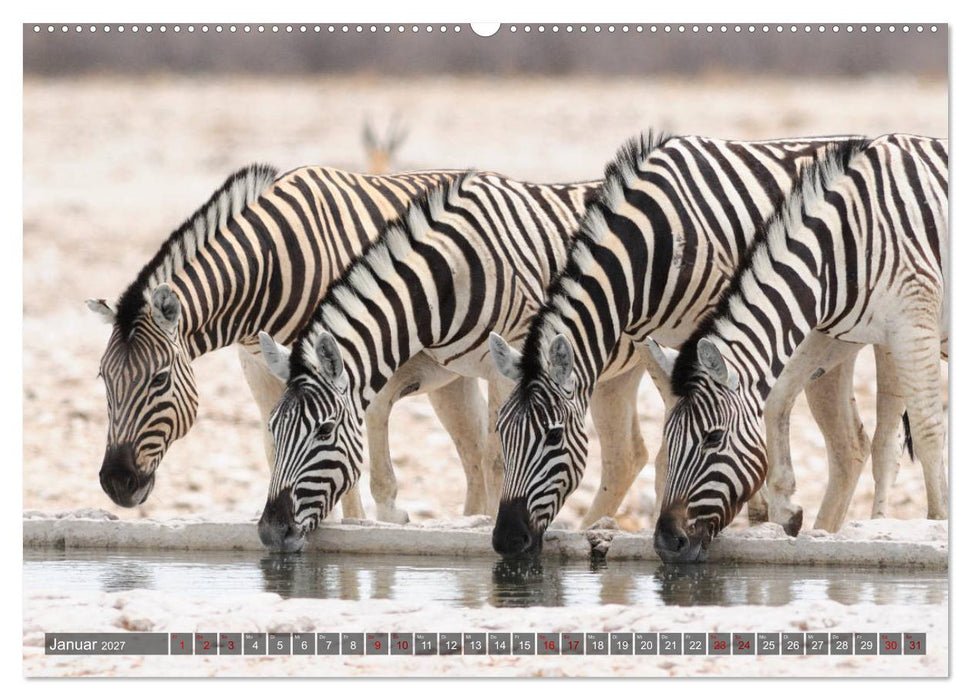 Afrikas Tierwelt, Safari im südlichen Afrika (CALVENDO Premium Wandkalender 2027)