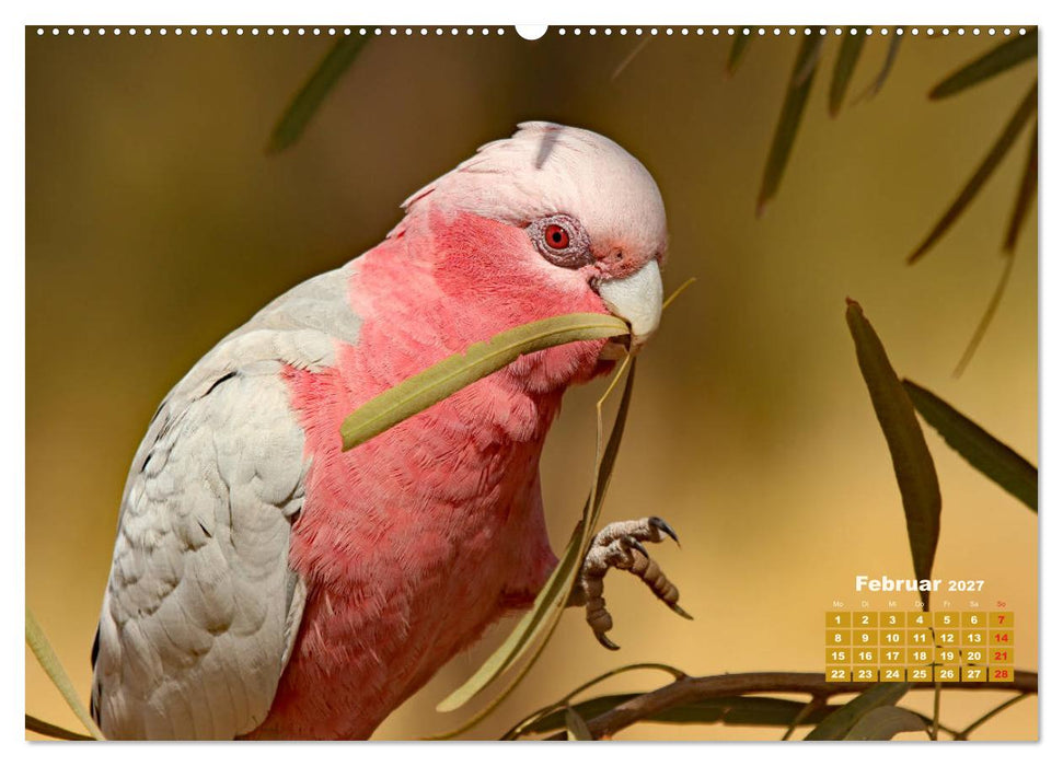 Farbenfrohe Vogelwelt (CALVENDO Wandkalender 2027)