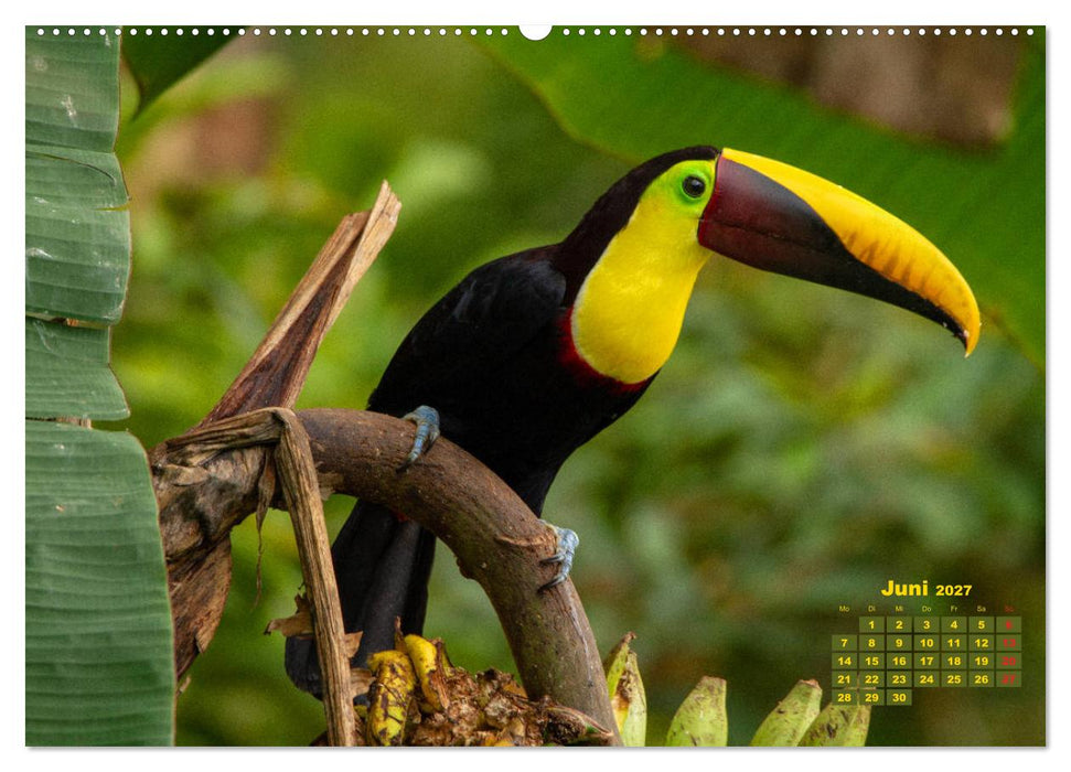 Farbenfrohe Vogelwelt (CALVENDO Wandkalender 2027)