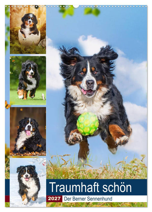 Traumhaft schön - Der Berner Sennenhund (CALVENDO Wandkalender 2027)