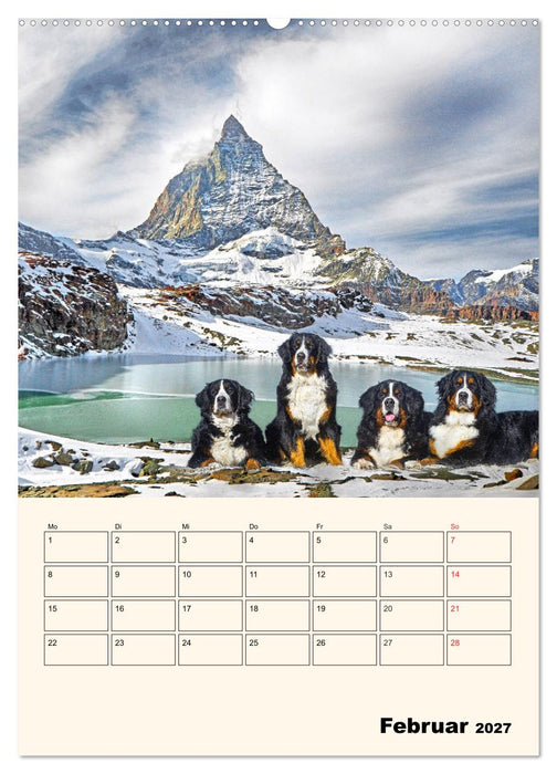 Traumhaft schön - Der Berner Sennenhund (CALVENDO Wandkalender 2027)