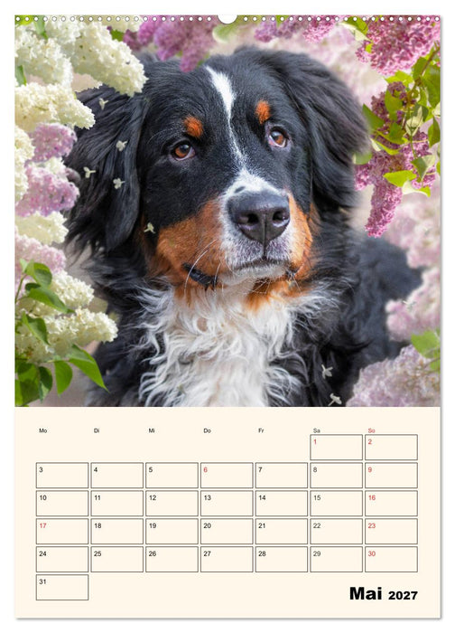 Traumhaft schön - Der Berner Sennenhund (CALVENDO Wandkalender 2027)