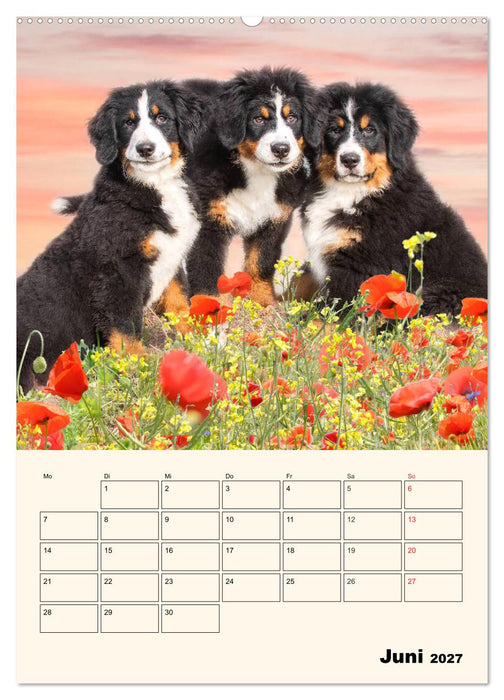 Traumhaft schön - Der Berner Sennenhund (CALVENDO Wandkalender 2027)
