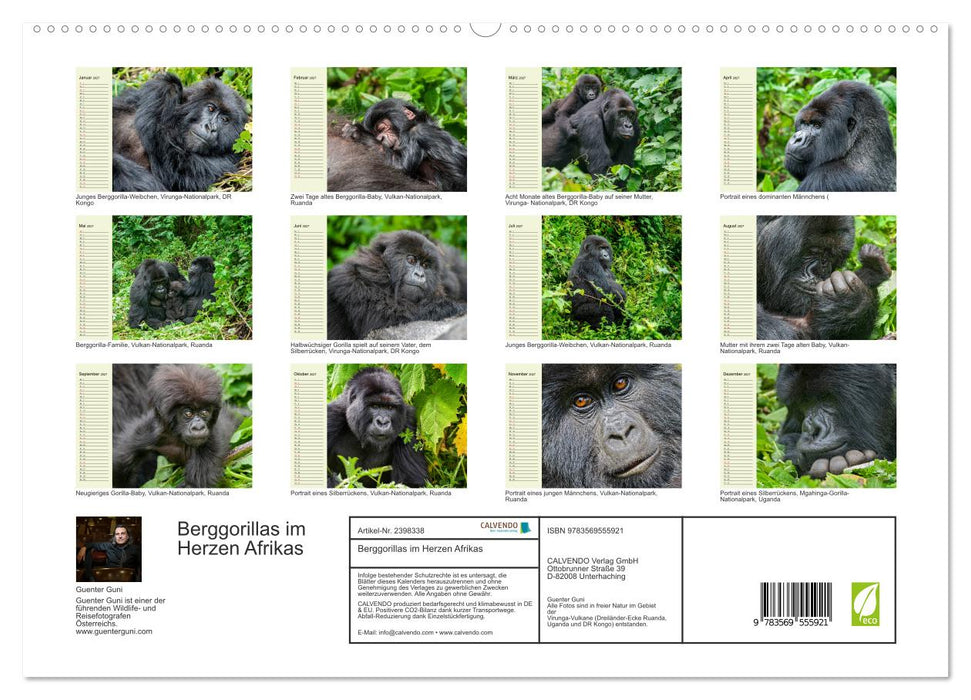 Berggorillas im Herzen Afrikas (CALVENDO Premium Wandkalender 2027)