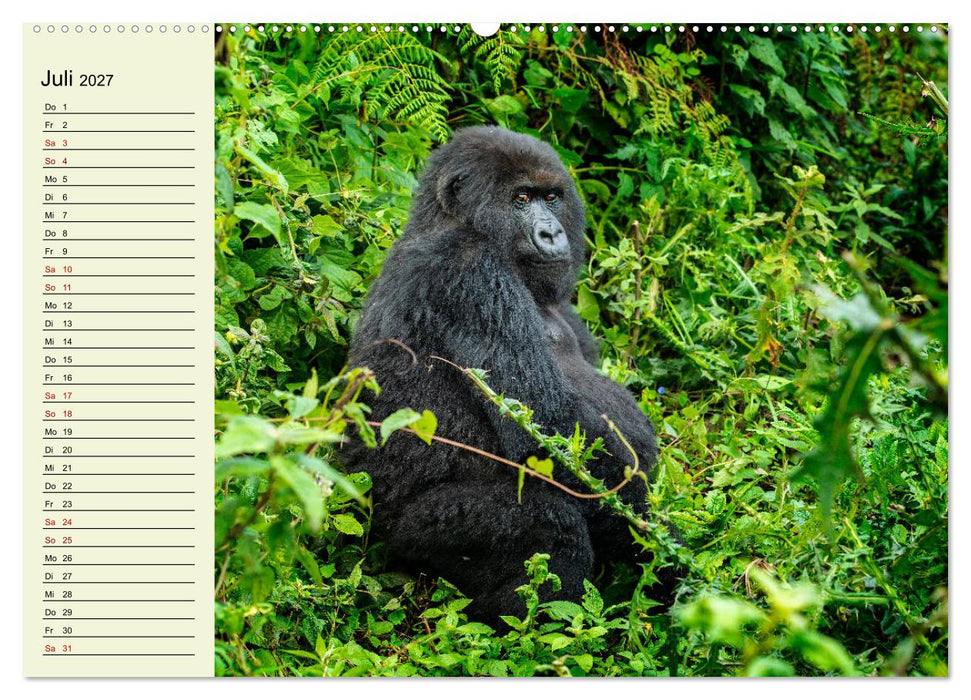 Berggorillas im Herzen Afrikas (CALVENDO Premium Wandkalender 2027)
