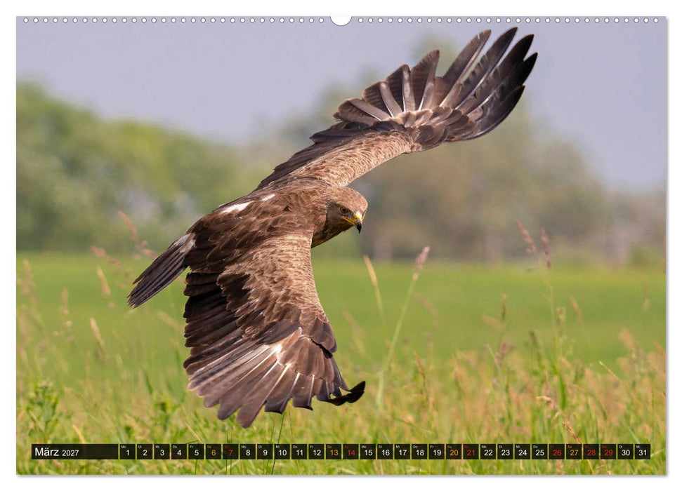 Der Schreiadler (Clanga pomarina) - Deutschands kleinster und stark gefährdeter Adler. (CALVENDO Premium Wandkalender 2027)