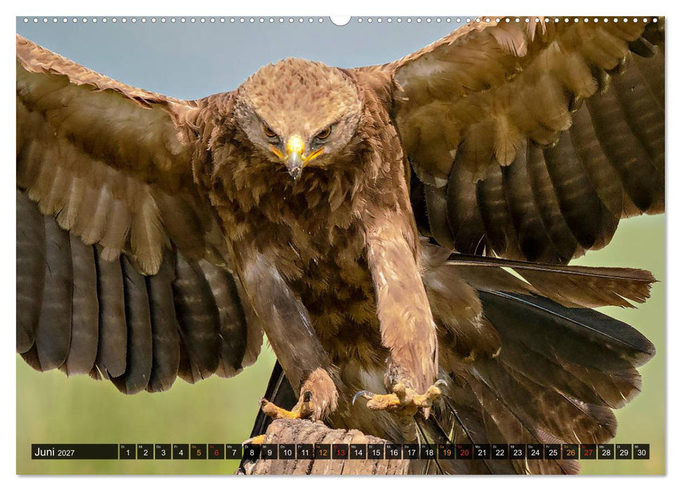 Der Schreiadler (Clanga pomarina) - Deutschands kleinster und stark gefährdeter Adler. (CALVENDO Premium Wandkalender 2027)