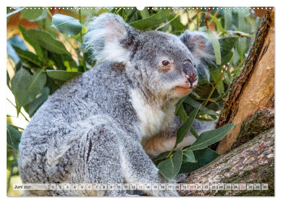 Australien - Kontraste (CALVENDO Premium Wandkalender 2027)