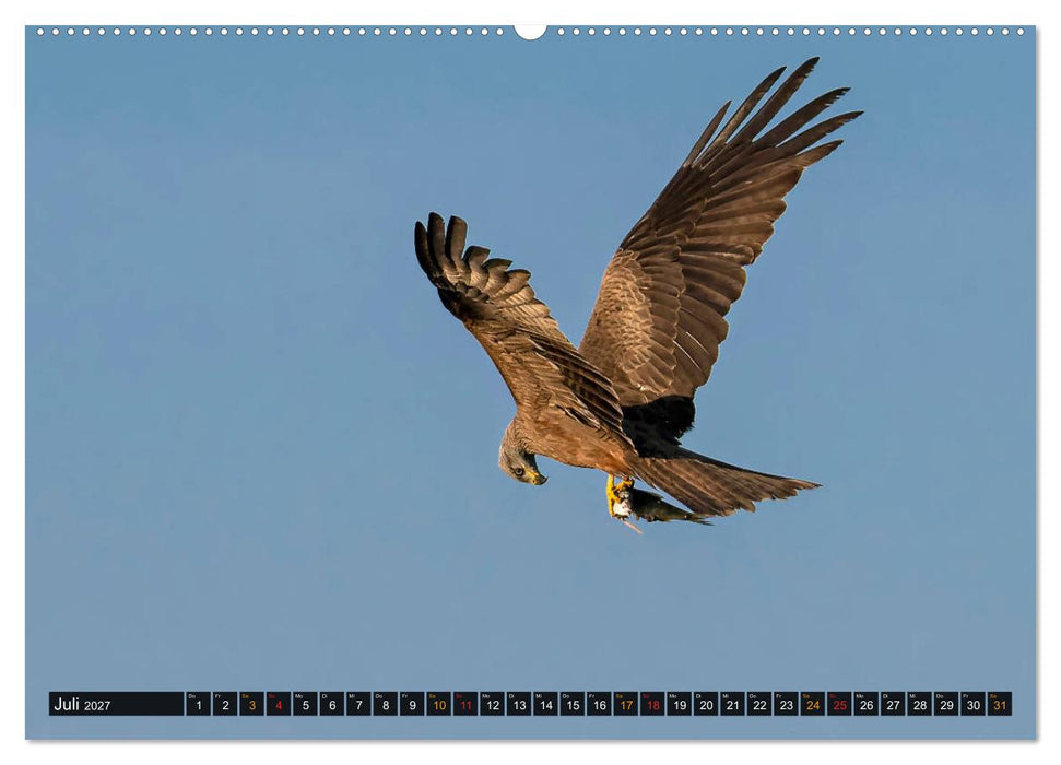 THAILANDS RAUBVÖGEL Exotische Greifvögel und Eulen (CALVENDO Premium Wandkalender 2027)