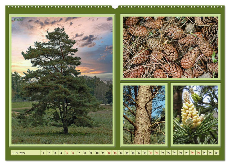 Bäume Kleiner Naturführer (CALVENDO Premium Wandkalender 2027)
