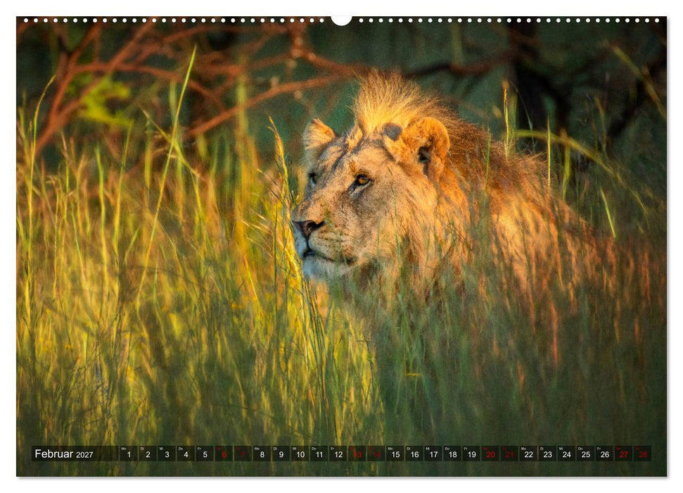 Afrikas Tierwelt, Safari im südlichen Afrika (CALVENDO Wandkalender 2027)