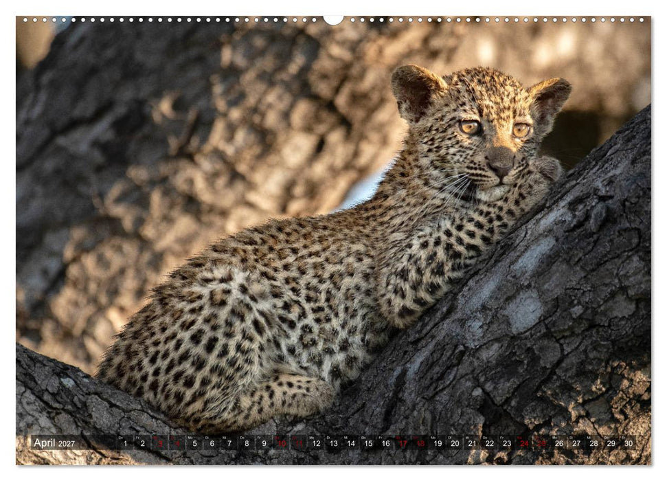 Afrikas Tierwelt, Safari im südlichen Afrika (CALVENDO Wandkalender 2027)