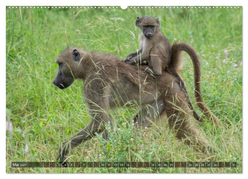 Afrikas Tierwelt, Safari im südlichen Afrika (CALVENDO Wandkalender 2027)