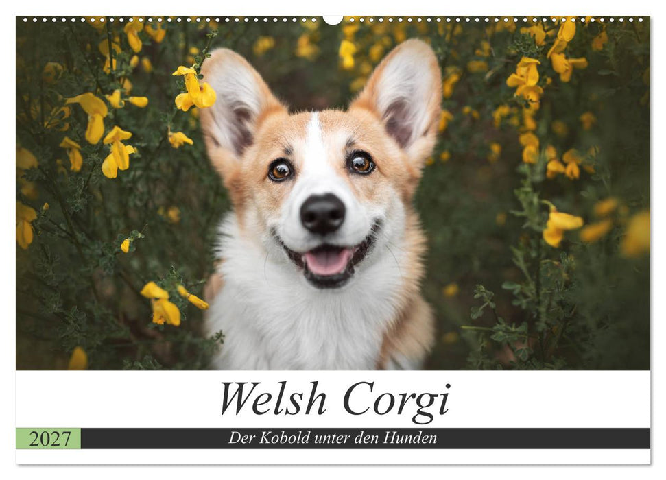 Welsh Corgi - Der Kobold unter den Hunden (CALVENDO Wandkalender 2027)