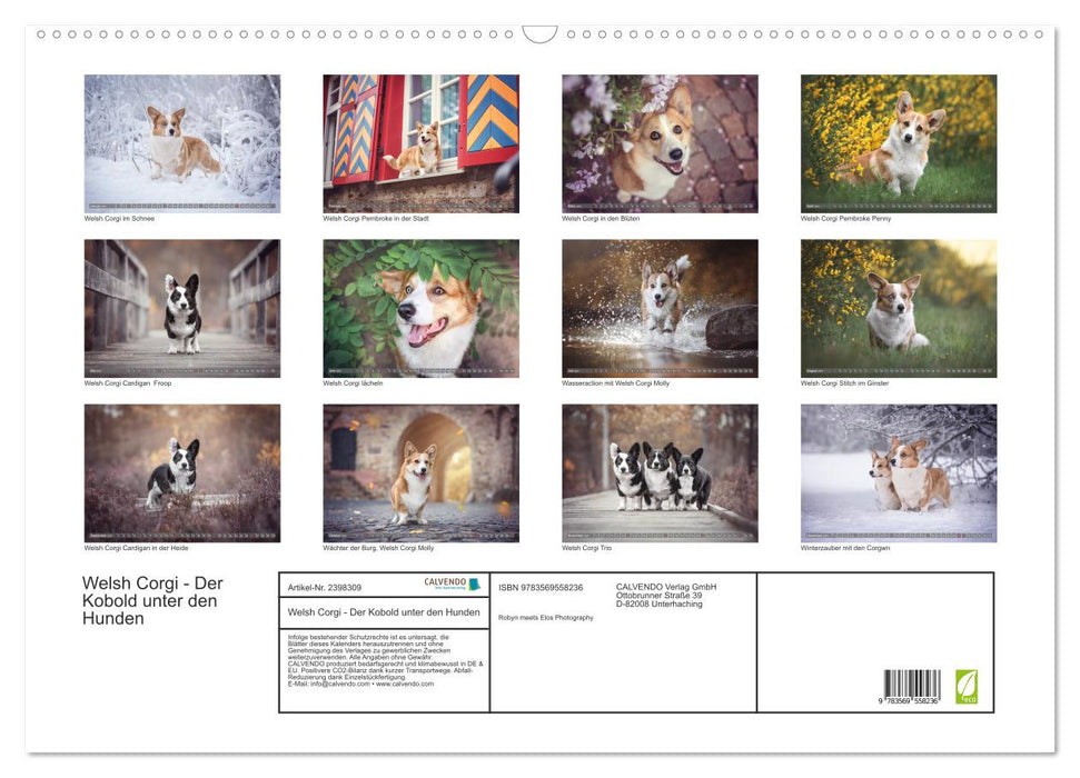 Welsh Corgi - Der Kobold unter den Hunden (CALVENDO Wandkalender 2027)