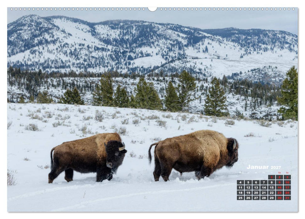 American Wildlife (CALVENDO Premium Wandkalender 2027)