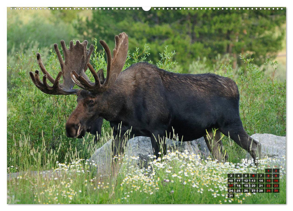 American Wildlife (CALVENDO Premium Wandkalender 2027)