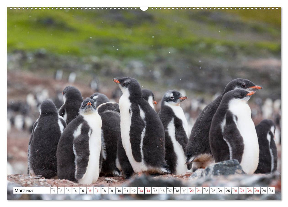 Faszination Antarktis (CALVENDO Premium Wandkalender 2027)