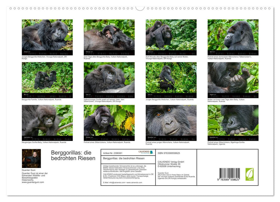 Berggorillas: die bedrohten Riesen (CALVENDO Premium Wandkalender 2027)