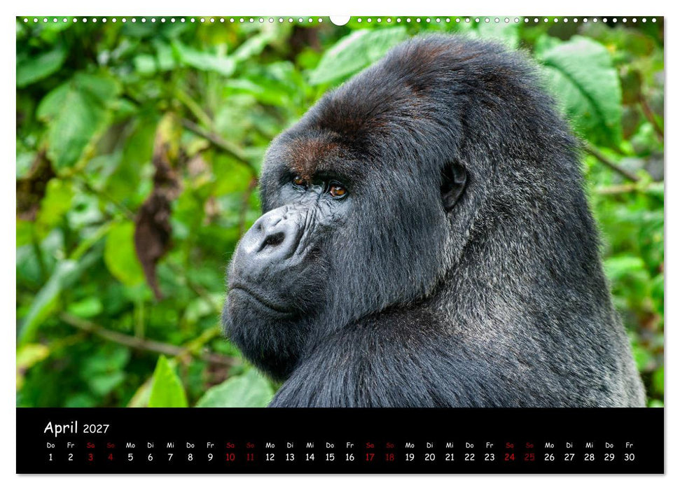 Berggorillas: die bedrohten Riesen (CALVENDO Premium Wandkalender 2027)