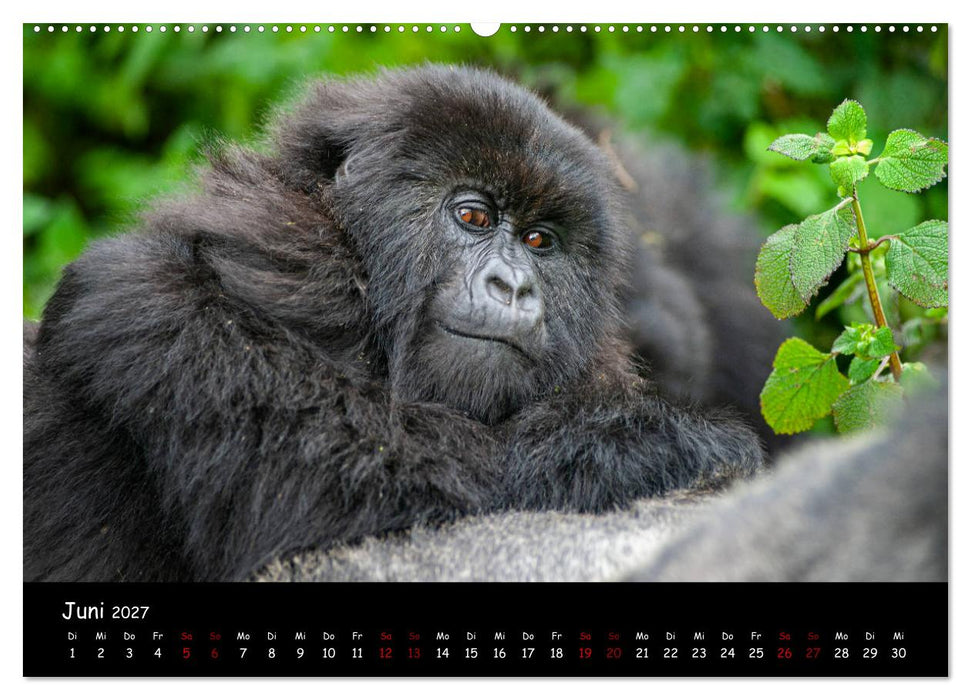 Berggorillas: die bedrohten Riesen (CALVENDO Premium Wandkalender 2027)