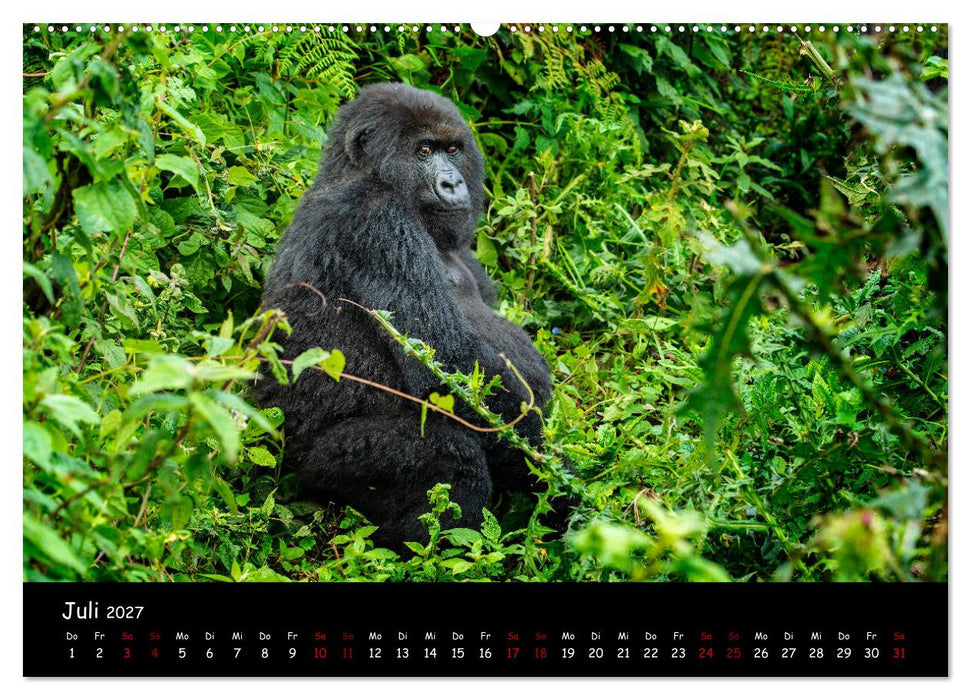 Berggorillas: die bedrohten Riesen (CALVENDO Premium Wandkalender 2027)