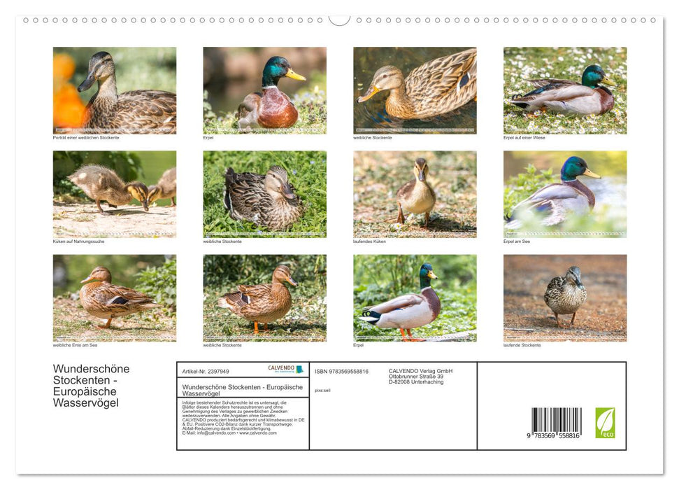 Wunderschöne Stockenten - Europäische Wasservögel (CALVENDO Wandkalender 2027)