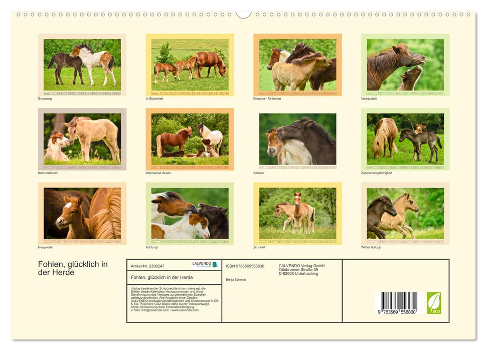 Fohlen, glücklich in der Herde (CALVENDO Premium Wandkalender 2027)