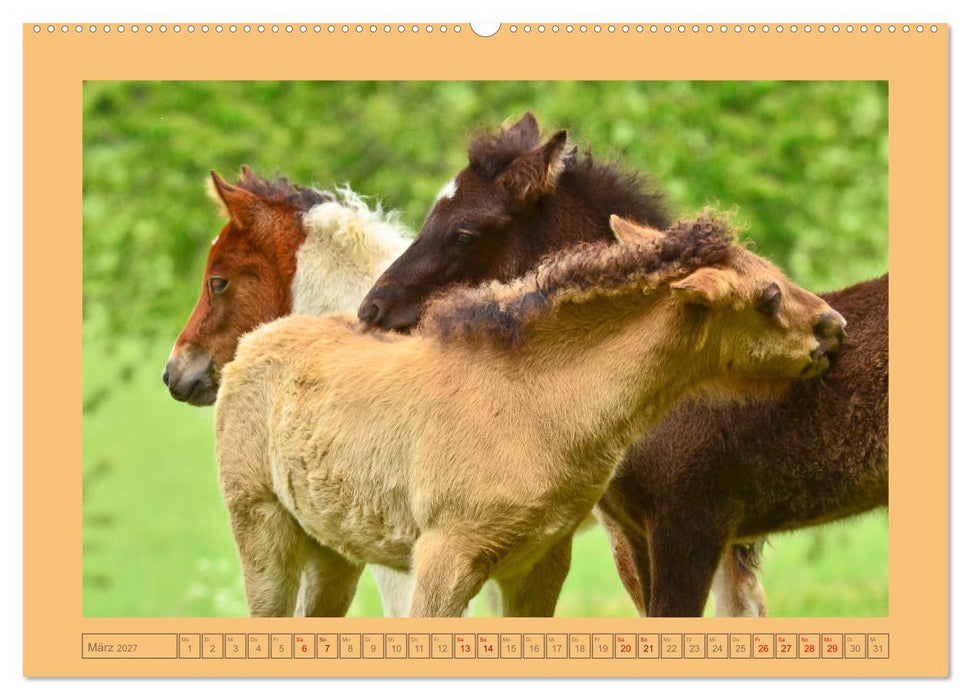Fohlen, glücklich in der Herde (CALVENDO Premium Wandkalender 2027)