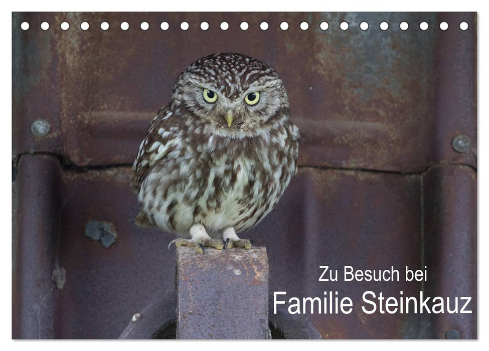 Zu Besuch bei Familie Steinkauz (CALVENDO Wandkalender 2027)