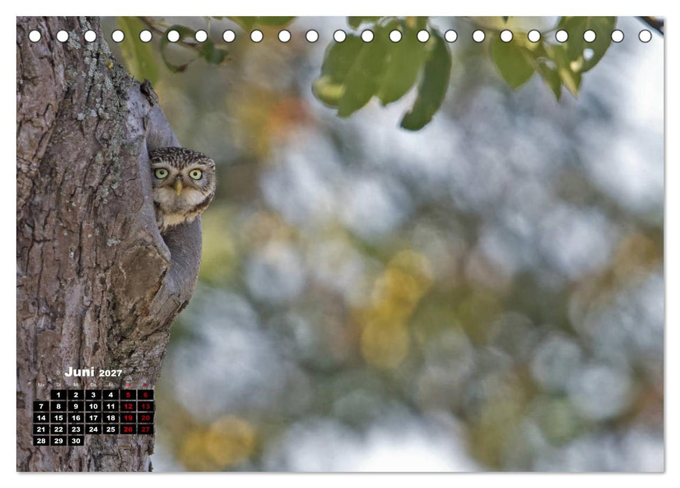 Zu Besuch bei Familie Steinkauz (CALVENDO Wandkalender 2027)