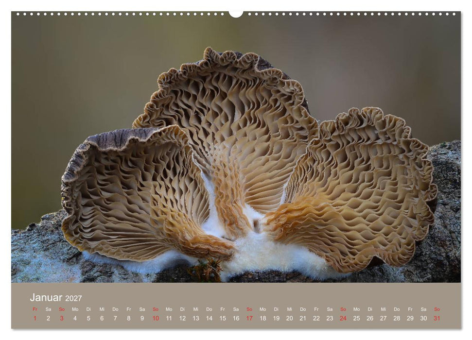 Die faszinierende Welt der Pilze (CALVENDO Premium Wandkalender 2027)