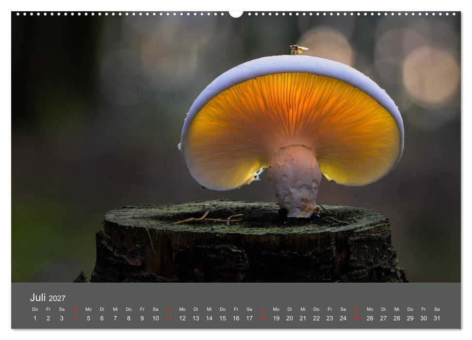 Die faszinierende Welt der Pilze (CALVENDO Premium Wandkalender 2027)