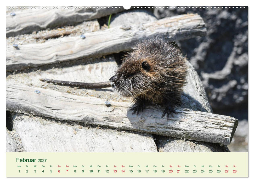 NUTRIAS - Pelzige Gesellen (CALVENDO Wandkalender 2027)