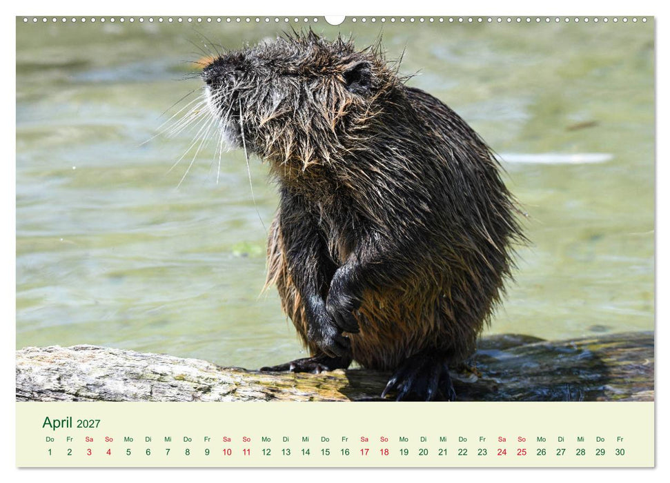 NUTRIAS - Pelzige Gesellen (CALVENDO Wandkalender 2027)