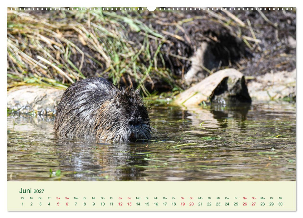 NUTRIAS - Pelzige Gesellen (CALVENDO Wandkalender 2027)