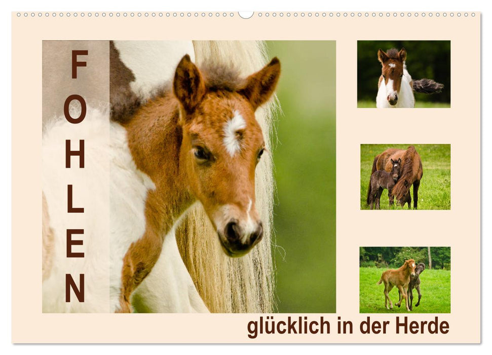 Fohlen, glücklich in der Herde (CALVENDO Wandkalender 2027)